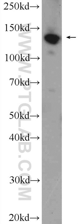 SF3B3 Rabbit anti-Human, Mouse, Rat, Polyclonal, Proteintech 150 &mu;L;