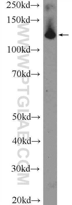 SF3B3 Rabbit anti-Human, Mouse, Rat, Polyclonal, Proteintech 150 &mu;L;