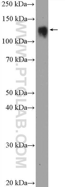 SF3B3 Rabbit anti-Human, Mouse, Rat, Polyclonal, Proteintech 150 &mu;L;