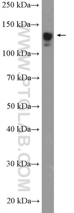 SF3B3 Rabbit anti-Human, Mouse, Rat, Polyclonal, Proteintech 150 &mu;L;