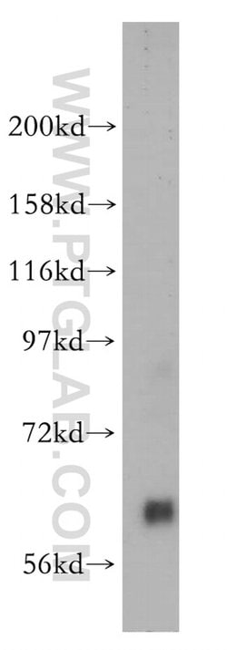 Pikachurin Rabbit anti-Human, Mouse, Rat, Polyclonal, Proteintech 150 &mu;L;