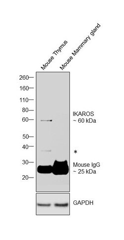 IKAROS Monoclonal Antibody (2A9-mIkaros), eBioscience , Invitrogen:Antibodies:Primary