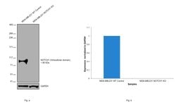 Invitrogen NOTCH1 Monoclonal Antibody (mN1A), eBioscience 50 &mu;g; Unconjugated:Antibodies,