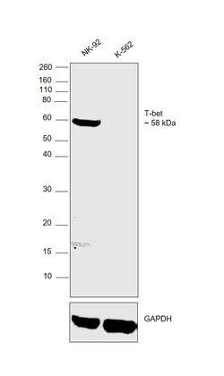 T-bet Monoclonal Antibody (eBio39D (39D, 3-9D)), eBioscience , Invitrogen:Antibodies:Primary