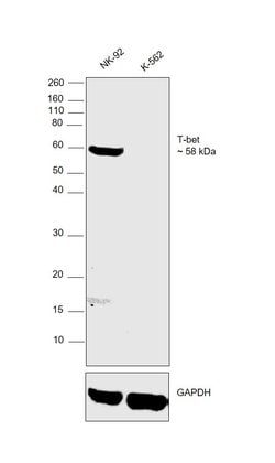 Invitrogen T-bet Monoclonal Antibody (eBio39D (39D, 3-9D)), eBioscience