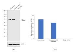 Invitrogen T-bet Monoclonal Antibody (eBio39D (39D, 3-9D)), eBioscience