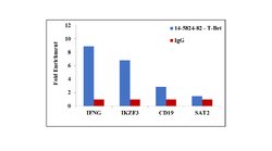 Invitrogen T-bet Monoclonal Antibody (eBio39D (39D, 3-9D)), eBioscience