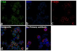 Invitrogen T-bet Monoclonal Antibody (eBio39D (39D, 3-9D)), eBioscience