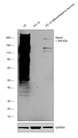 Nestin Monoclonal Antibody (Rat-401 (Rat401 (4D4))), eBioscience , Invitrogen:Antibodies:Primary