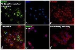 Nestin Monoclonal Antibody (Rat-401 (Rat401 (4D4))), eBioscience , Invitrogen:Antibodies:Primary