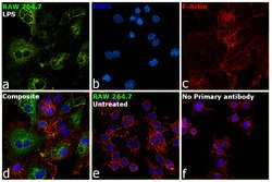 Invitrogen iNOS Monoclonal Antibody (CXNFT), eBioscience 100 &mu;g; Unconjugated:Antibodies,
