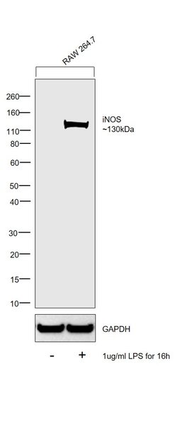 Invitrogen iNOS Monoclonal Antibody (CXNFT), eBioscience 100 &mu;g; Unconjugated:Antibodies,