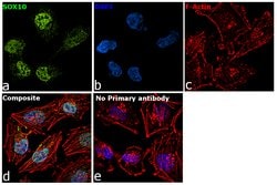 Invitrogen SOX10 Monoclonal Antibody (20B7), eBioscience:Antibodies:Primary