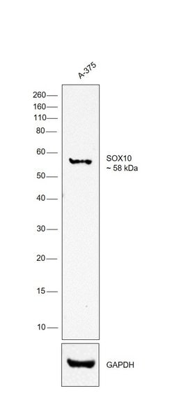Invitrogen SOX10 Monoclonal Antibody (20B7), eBioscience:Antibodies:Primary
