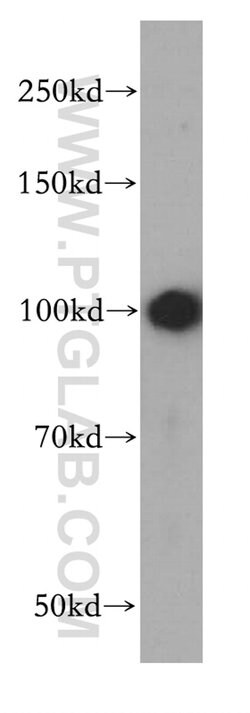 Integrin alpha-9 Rabbit anti-Human, Mouse, Rat, Polyclonal, Proteintech