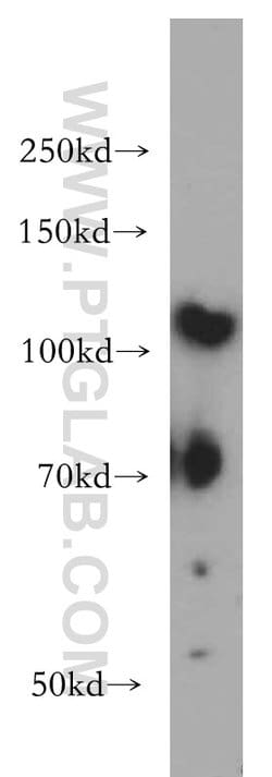 Integrin alpha-9 Rabbit anti-Human, Mouse, Rat, Polyclonal, Proteintech
