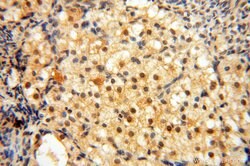 BRN2 Rabbit anti-Human, Mouse, Rat, Polyclonal, Proteintech:Antibodies:Primary