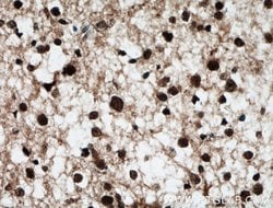 BRN2 Rabbit anti-Human, Mouse, Rat, Polyclonal, Proteintech:Antibodies:Primary