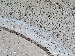 BRN2 Rabbit anti-Human, Mouse, Rat, Polyclonal, Proteintech:Antibodies:Primary