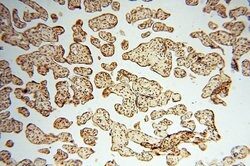 BRN2 Rabbit anti-Human, Mouse, Rat, Polyclonal, Proteintech:Antibodies:Primary