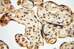 BRN2 Rabbit anti-Human, Mouse, Rat, Polyclonal, Proteintech:Antibodies:Primary