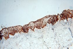 BRN2 Rabbit anti-Human, Mouse, Rat, Polyclonal, Proteintech:Antibodies:Primary