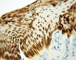 BRN2 Rabbit anti-Human, Mouse, Rat, Polyclonal, Proteintech:Antibodies:Primary