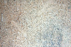 BRN2 Rabbit anti-Human, Mouse, Rat, Polyclonal, Proteintech:Antibodies:Primary