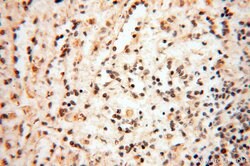 BRN2 Rabbit anti-Human, Mouse, Rat, Polyclonal, Proteintech:Antibodies:Primary