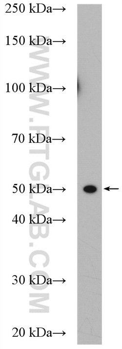 BRN2 Rabbit anti-Human, Mouse, Rat, Polyclonal, Proteintech:Antibodies:Primary
