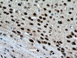 BRN2 Rabbit anti-Human, Mouse, Rat, Polyclonal, Proteintech:Antibodies:Primary