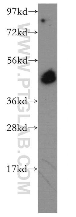 BRN2 Rabbit anti-Human, Mouse, Rat, Polyclonal, Proteintech:Antibodies:Primary