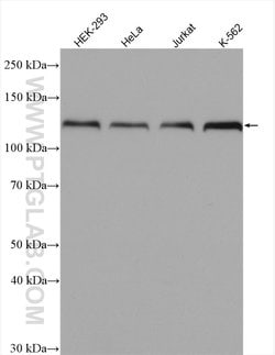 HNRNPU Rabbit anti-Human, Mouse, Rat, Polyclonal, Proteintech 150 &mu;L;