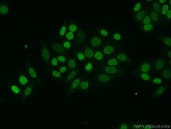 HNRNPU Rabbit anti-Human, Mouse, Rat, Polyclonal, Proteintech 150 &mu;L;