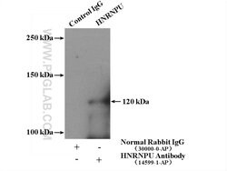 HNRNPU Rabbit anti-Human, Mouse, Rat, Polyclonal, Proteintech 150 &mu;L;