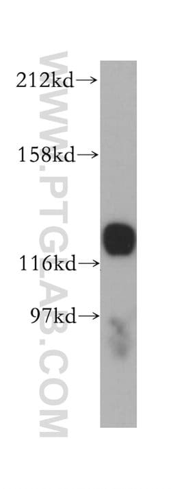 HNRNPU Rabbit anti-Human, Mouse, Rat, Polyclonal, Proteintech 150 &mu;L;