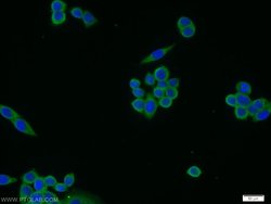 MEMO1 Rabbit anti-Human, Mouse, Rat, Polyclonal, Proteintech 150 &mu;L;
