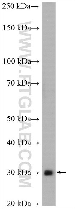 MEMO1 Rabbit anti-Human, Mouse, Rat, Polyclonal, Proteintech 150 &mu;L;