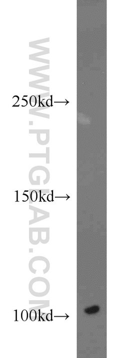 DNM2 Rabbit anti-Human, Mouse, Rat, Polyclonal, Proteintech 150 &mu;L;