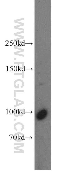 DNM2 Rabbit anti-Human, Mouse, Rat, Polyclonal, Proteintech 150 &mu;L;