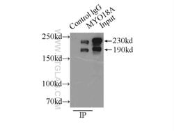MYO18A Rabbit anti-Human, Mouse, Rat, Polyclonal, Proteintech:Antibodies:Primary