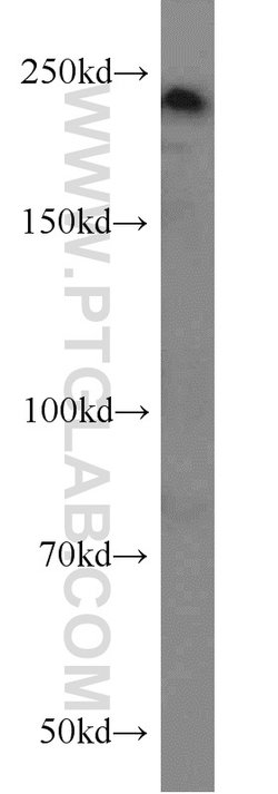 MYO18A Rabbit anti-Human, Mouse, Rat, Polyclonal, Proteintech:Antibodies:Primary