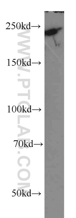 MYO18A Rabbit anti-Human, Mouse, Rat, Polyclonal, Proteintech:Antibodies:Primary