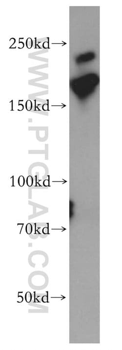 MYO18A Rabbit anti-Human, Mouse, Rat, Polyclonal, Proteintech:Antibodies:Primary