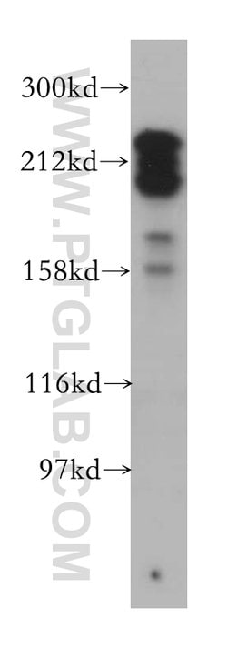 MYO18A Rabbit anti-Human, Mouse, Rat, Polyclonal, Proteintech:Antibodies:Primary