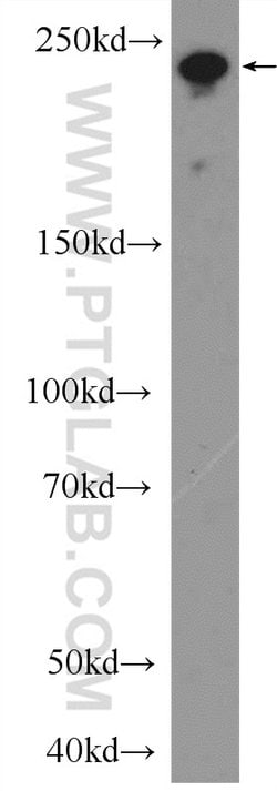 MYO18A Rabbit anti-Human, Mouse, Rat, Polyclonal, Proteintech:Antibodies:Primary