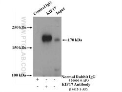 KIF17 Rabbit anti-Human, Mouse, Non-human primate, Rat, Polyclonal, Proteintech:Antikörper:Primärantikörper