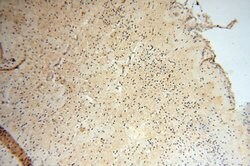 AKAP14 Rabbit anti-Human, Polyclonal, Proteintech:Antibodies:Primary Antibodies