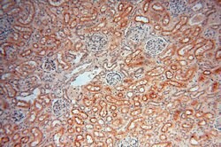 AKAP14 Rabbit anti-Human, Polyclonal, Proteintech:Antibodies:Primary Antibodies