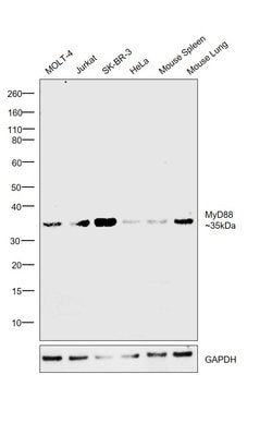 Invitrogen MyD88 Polyclonal Antibody, eBioscience 10 &mu;g; Unconjugated:Antibodies,